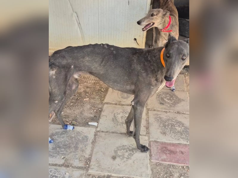 Buddy, wünscht sich ein warmes Körbchen