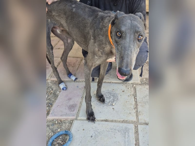 Buddy - wunderschöner Greyhound sucht sein Zuhause