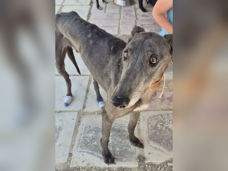 Buddy - wunderschöner Greyhound sucht sein Zuhause