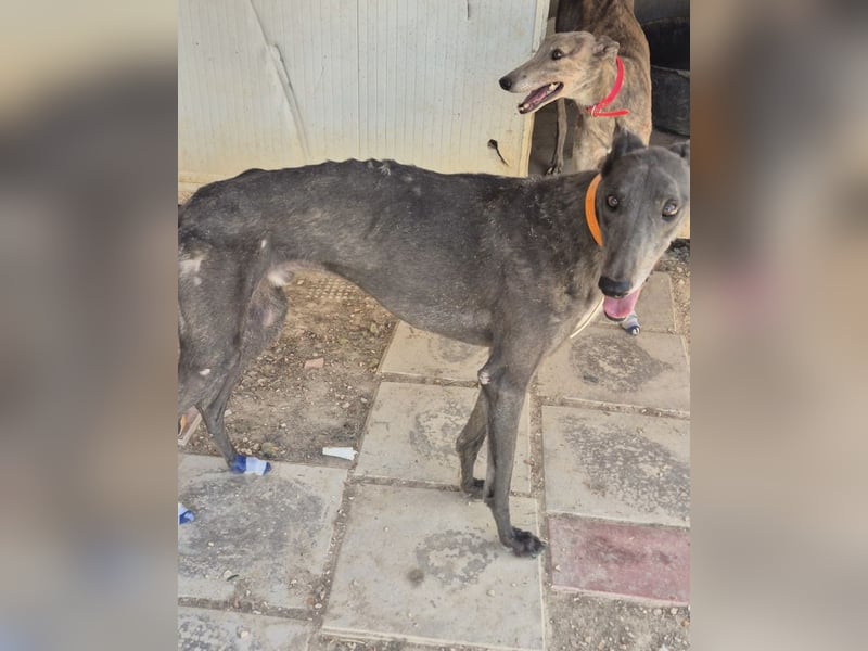 Buddy - wunderschöner Greyhound sucht sein Zuhause