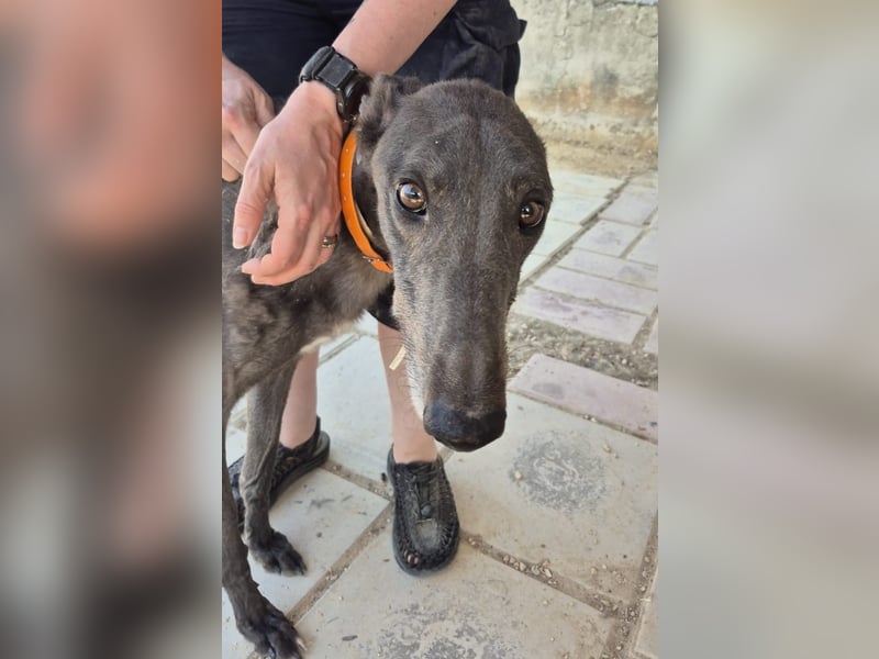 Buddy - wunderschöner Greyhound sucht sein Zuhause