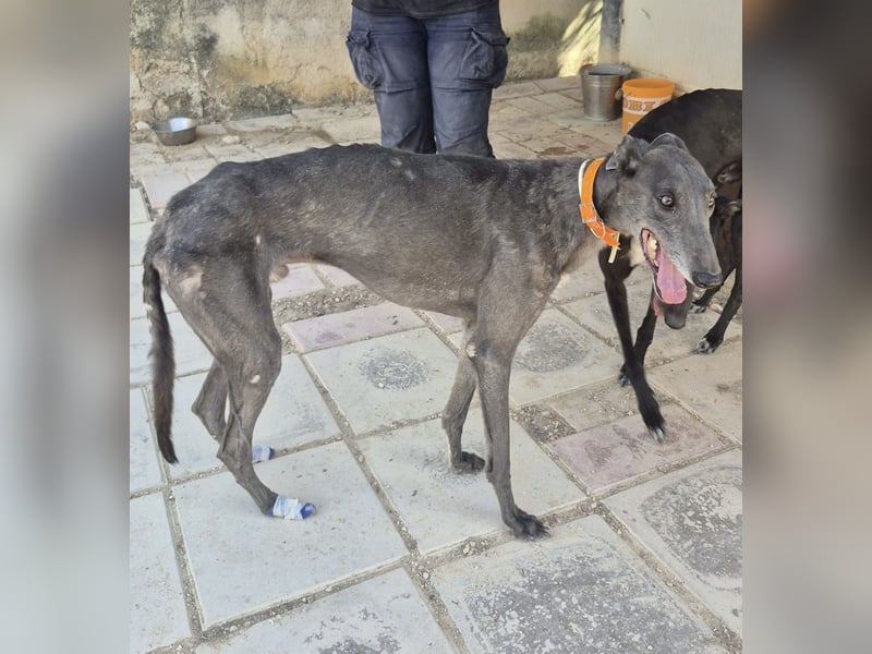 Buddy - wunderschöner Greyhound sucht sein Zuhause