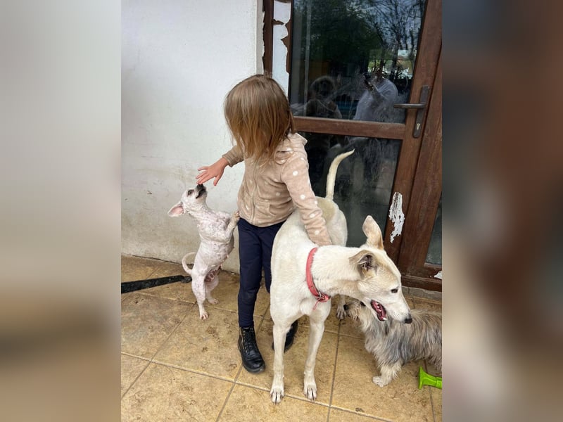 Vigo  - Windhundefans aufgepasst