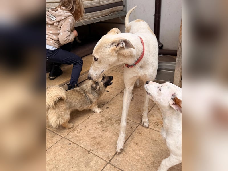 Vigo  - Windhundefans aufgepasst