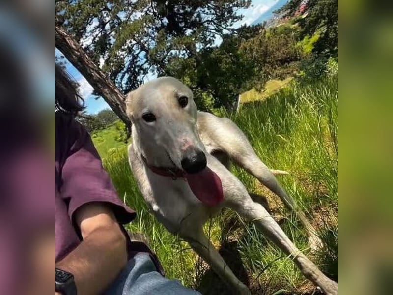 Vigo  - Windhundefans aufgepasst