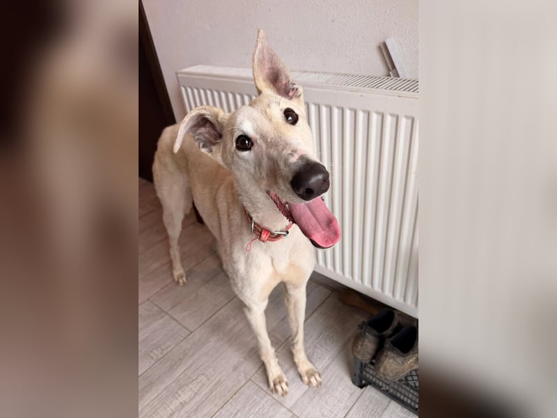 Vigo  - Windhundefans aufgepasst