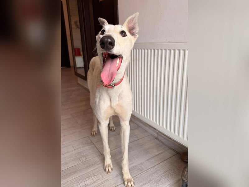 Vigo  - Windhundefans aufgepasst