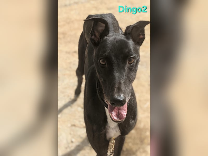 Dingo2 geb. 07/2023 (ESP) - trotz seiner Vergangenheit eine verspielte, schwarze Schmusebacke!