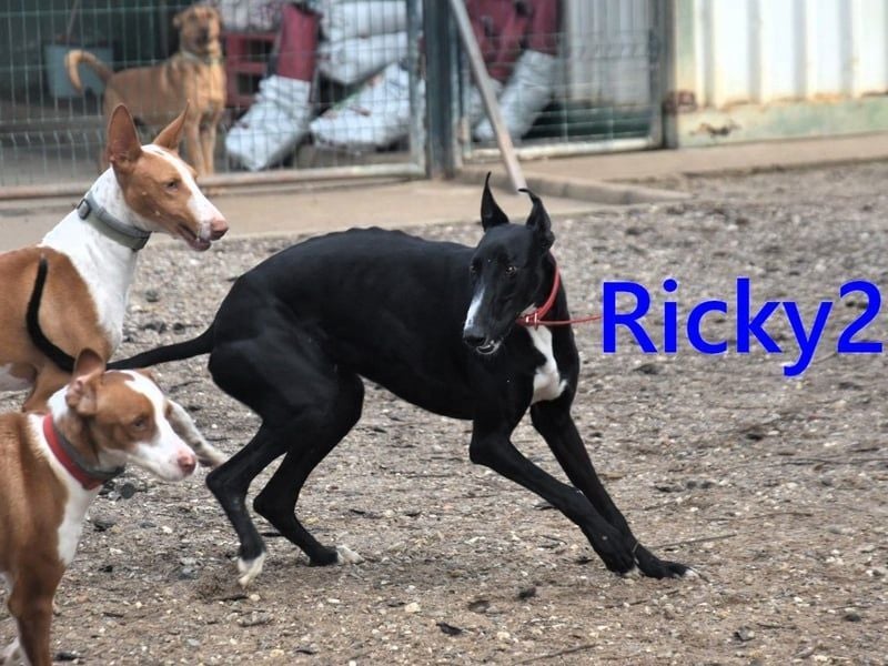 Ricky2 geb. 03/2025 (ESP) - wunderschöner, verspielter Greyhound sucht seine Menschen!
