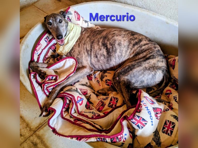 Mercurio geb. 11/2019 (ESP) - liebevoller Greyhound sucht Menschen mit Herz und Verstand!