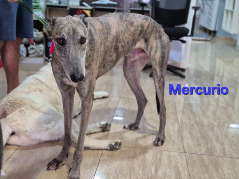 Mercurio geb. 11/2019 (ESP) - liebevoller Greyhound sucht Menschen mit Herz und Verstand!
