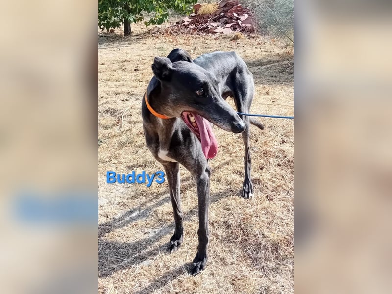 Buddy3 geb. 12/2021 (ESP) - verschmuster Greyhound der endlich ein gutes Leben verdient hat!