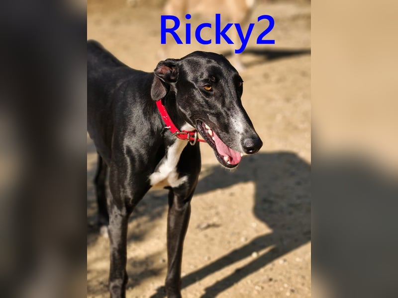 Ricky2 geb. 03/2025 (ESP) - verspielter und lebensfroher, junger Greyhound!