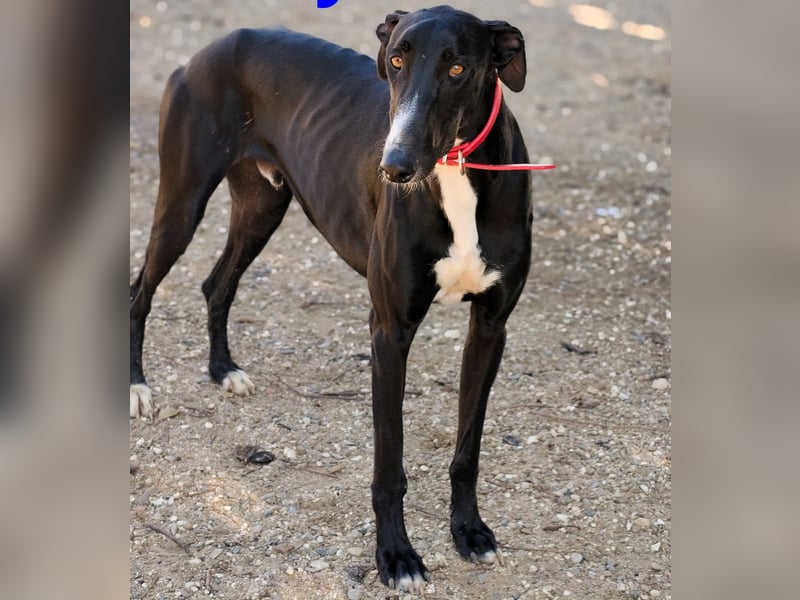 Ricky2 geb. 03/2025 (ESP) - verspielter und lebensfroher, junger Greyhound!