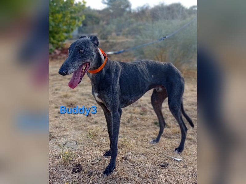 Buddy3 geb. 12/2021 (ESP) - verschmuster Greyhound der endlich ein gutes Leben verdient hat!