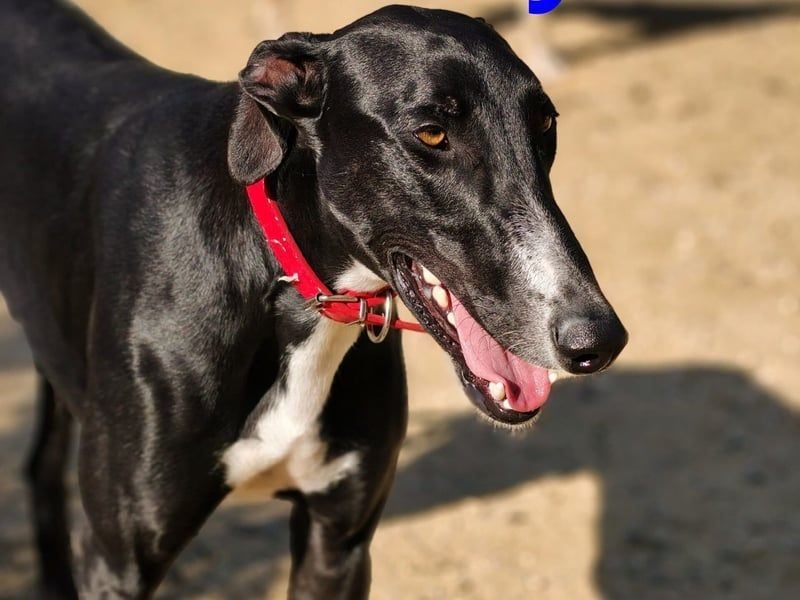 Ricky2 geb. 03/2025 (ESP) - wunderschöner, verspielter Greyhound sucht seine Menschen!