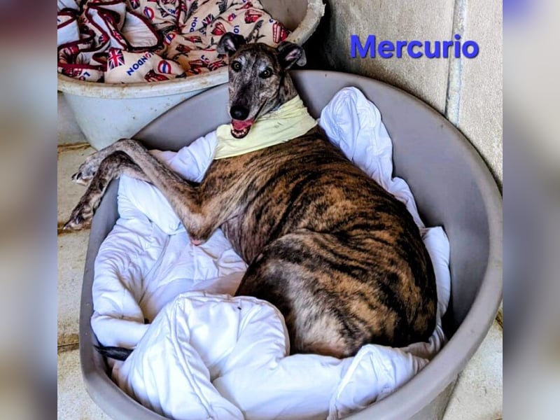 Mercurio geb. 11/2019 (ESP) - liebevoller Greyhound sucht Menschen mit Herz und Verstand!