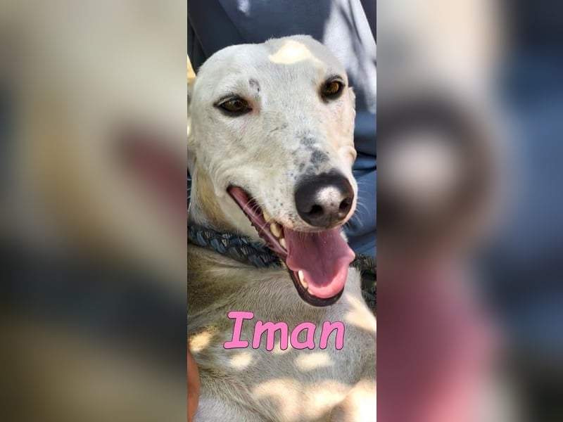 Iman geb. 09/2025 (RO) - Notfellchen sucht ihr Glück!
