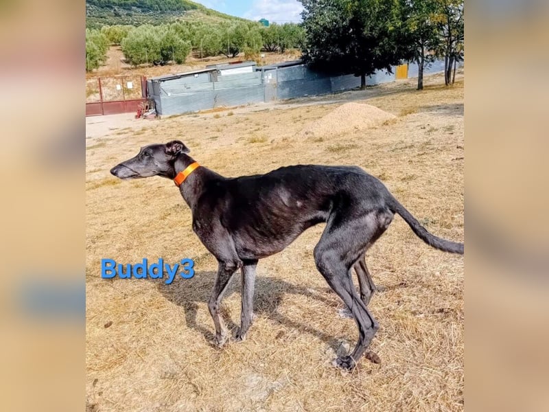 Buddy3 geb. 12/2021 (ESP) - verschmuster Greyhound der endlich ein gutes Leben verdient hat!