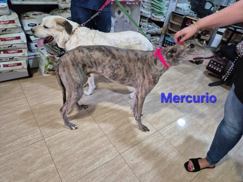 Mercurio geb. 11/2019 (ESP) - liebevoller Greyhound sucht Menschen mit Herz und Verstand!