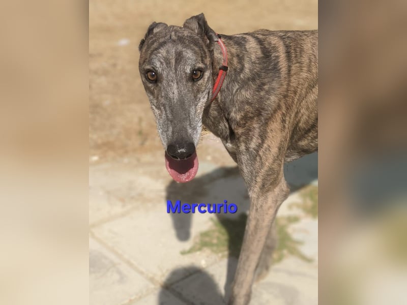 Mercurio geb. 11/2019 (ESP) - liebevoller Greyhound sucht Menschen mit Herz und Verstand!