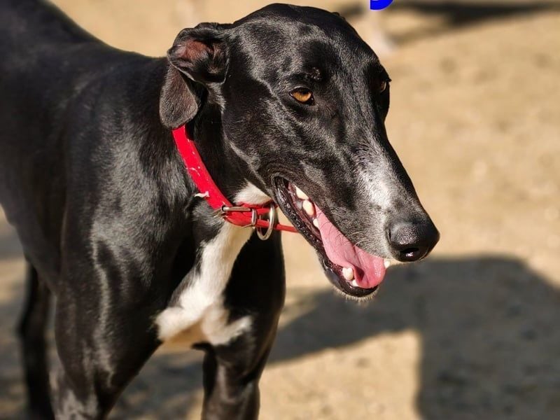 Ricky2 geb. 03/2025 (ESP) - wunderschöner, verspielter Greyhound sucht seine Menschen!