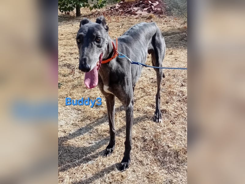 Buddy3 geb. 12/2021 (ESP) - verschmuster Greyhound der endlich ein gutes Leben verdient hat!
