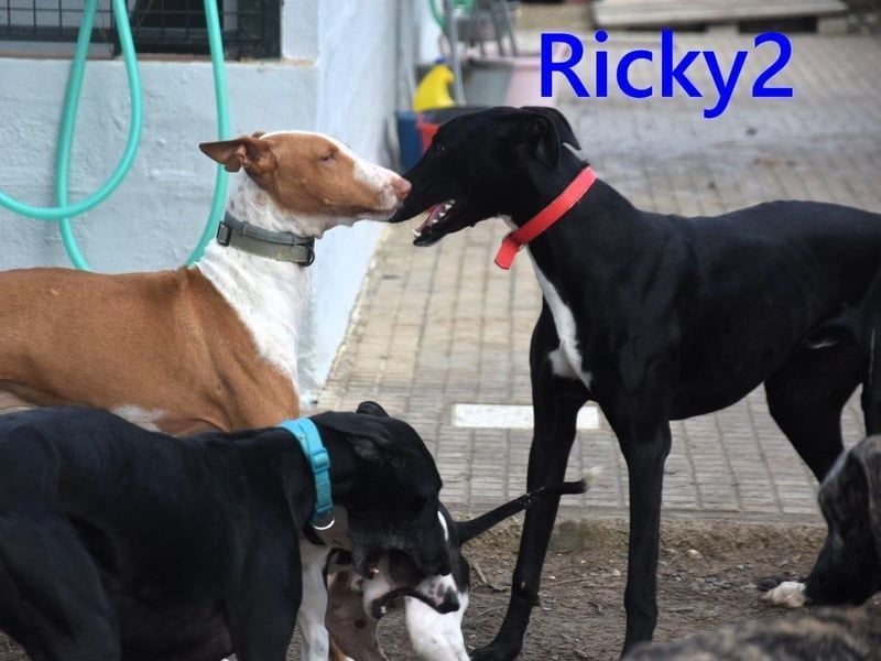 Ricky2 geb. 03/2025 (ESP) - wunderschöner, verspielter Greyhound sucht seine Menschen!