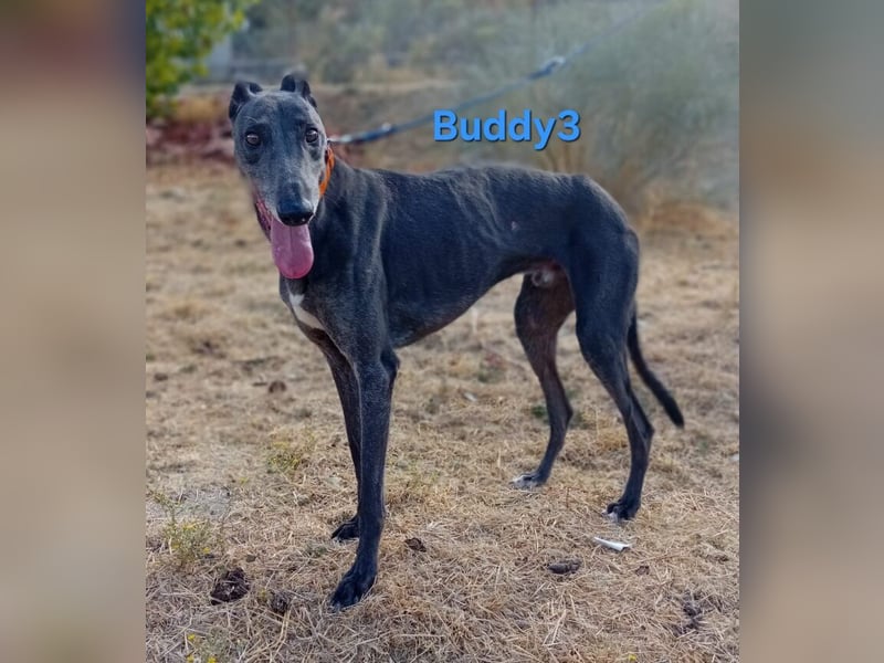 Buddy3 geb. 12/2021 (ESP) - verschmuster Greyhound der endlich ein gutes Leben verdient hat!