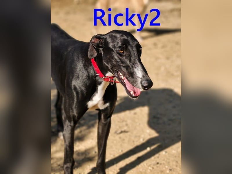 Ricky2 geb. 03/2025 (ESP) - wunderschöner, verspielter Greyhound sucht seine Menschen!