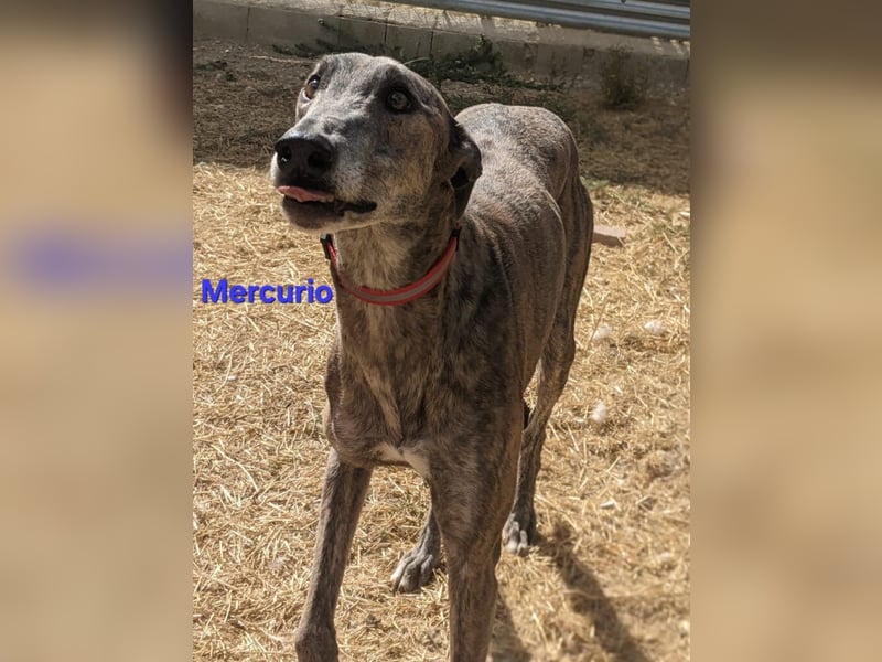 Mercurio geb. 11/2019 (ESP) - liebevoller Greyhound sucht Menschen mit Herz und Verstand!