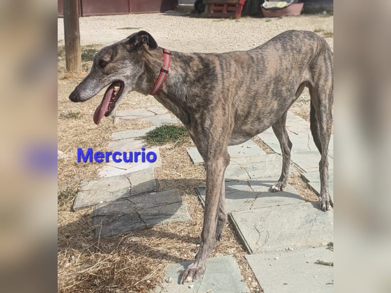 Mercurio geb. 11/2019 (ESP) - liebevoller Greyhound sucht Menschen mit Herz und Verstand!
