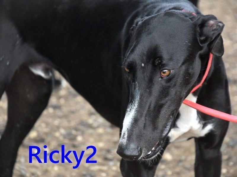 Ricky2 geb. 03/2025 (ESP) - wunderschöner, verspielter Greyhound sucht seine Menschen!