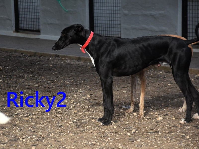 Ricky2 geb. 03/2025 (ESP) - verspielter und lebensfroher, junger Greyhound!