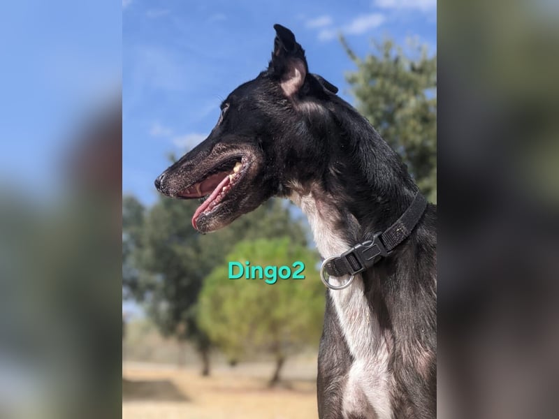 Dingo2 geb. 07/2023 (ESP) - trotz seiner Vergangenheit eine verspielte, schwarze Schmusebacke!