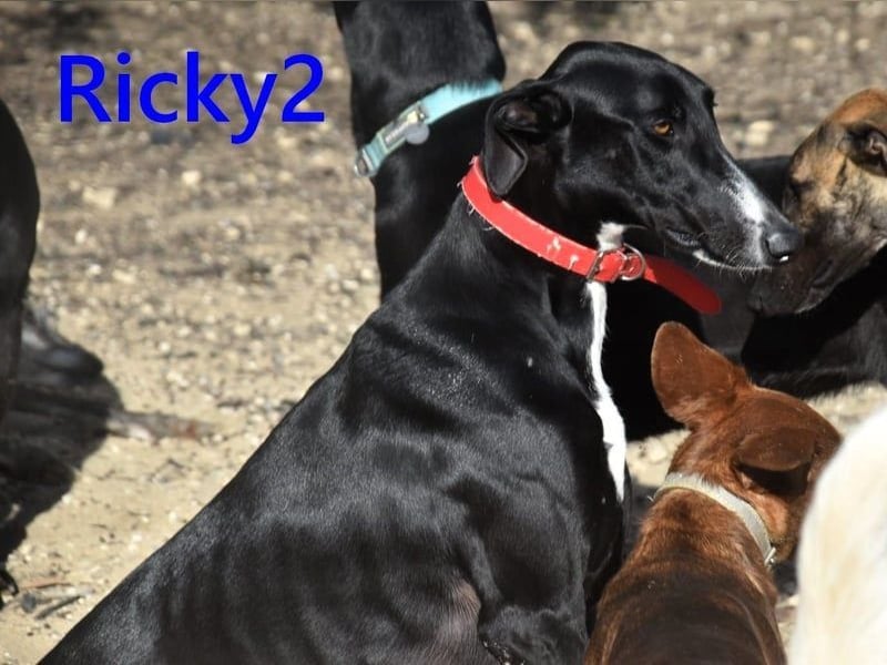 Ricky2 geb. 03/2025 (ESP) - wunderschöner, verspielter Greyhound sucht seine Menschen!