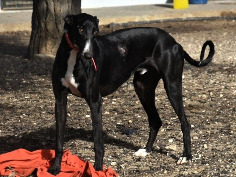 Ricky2 geb. 03/2025 (ESP) - wunderschöner, verspielter Greyhound sucht seine Menschen!