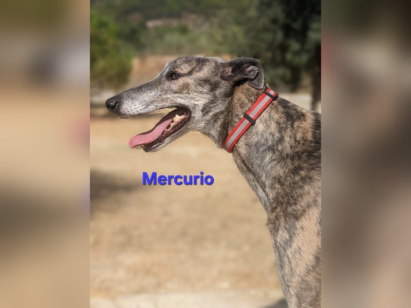 Mercurio geb. 11/2019 (ESP) - liebevoller Greyhound sucht Menschen mit Herz und Verstand!