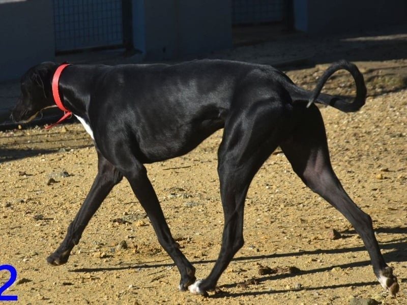 Ricky2 geb. 03/2025 (ESP) - wunderschöner, verspielter Greyhound sucht seine Menschen!