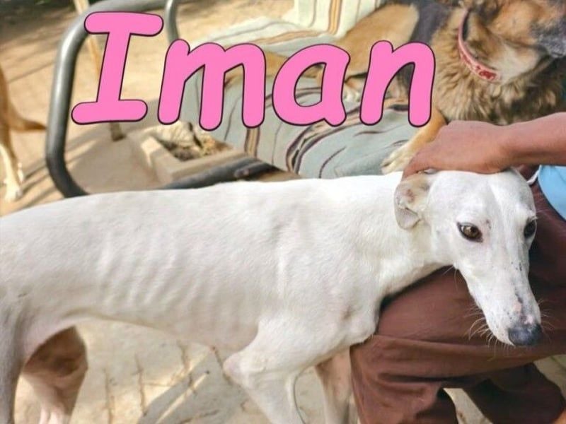Iman geb. 09/2025 (RO) - Notfellchen sucht ihr Glück!