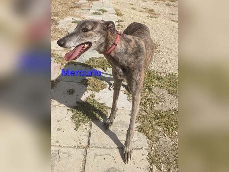 Mercurio geb. 11/2019 (ESP) - liebevoller Greyhound sucht Menschen mit Herz und Verstand!