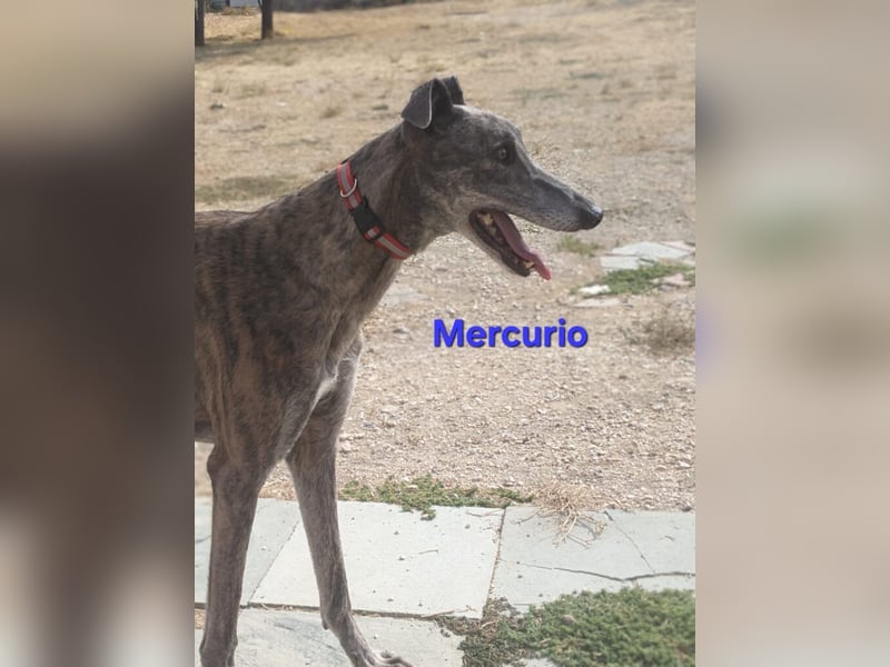 Mercurio geb. 11/2019 (ESP) - liebevoller Greyhound sucht Menschen mit Herz und Verstand!