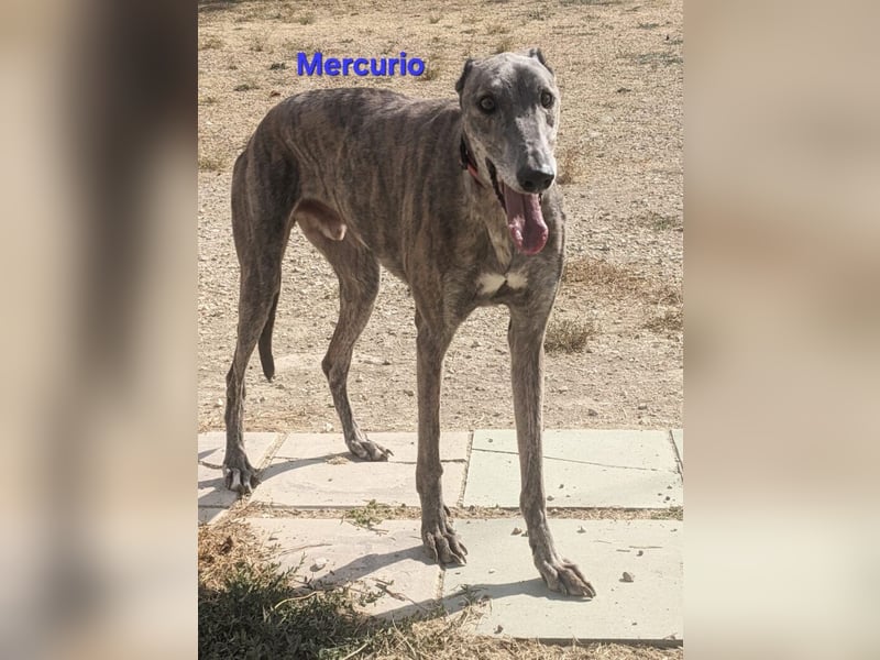 Mercurio geb. 11/2019 (ESP) - liebevoller Greyhound sucht Menschen mit Herz und Verstand!