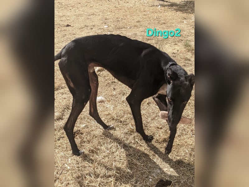 Dingo2 geb. 07/2023 (ESP) - trotz seiner Vergangenheit eine verspielte, schwarze Schmusebacke!