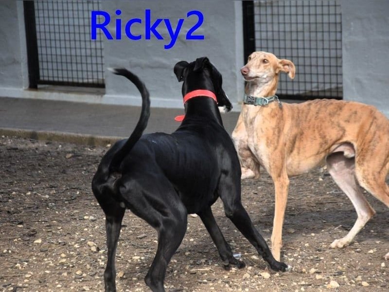 Ricky2 geb. 03/2025 (ESP) - wunderschöner, verspielter Greyhound sucht seine Menschen!
