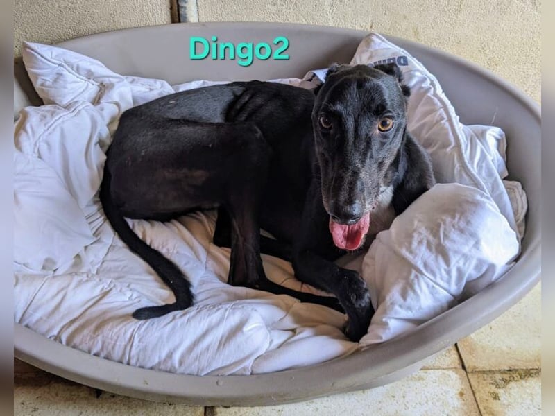 Dingo2 geb. 07/2023 (ESP) - trotz seiner Vergangenheit eine verspielte, schwarze Schmusebacke!
