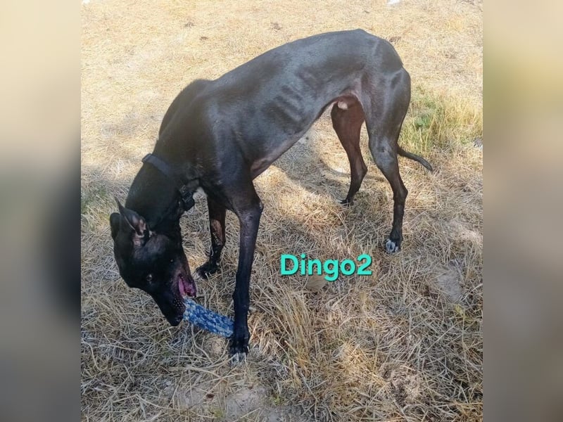 Dingo2 geb. 07/2023 (ESP) - trotz seiner Vergangenheit eine verspielte, schwarze Schmusebacke!