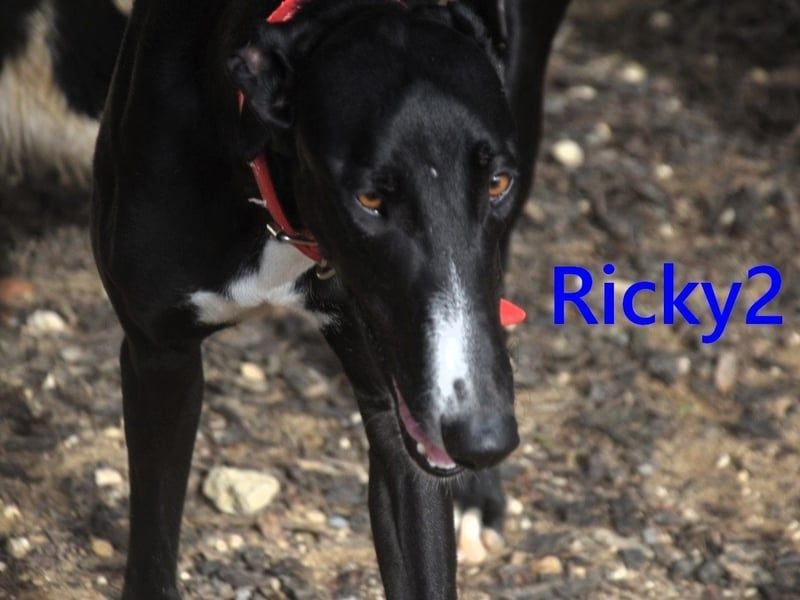 Ricky2 geb. 03/2025 (ESP) - wunderschöner, verspielter Greyhound sucht seine Menschen!