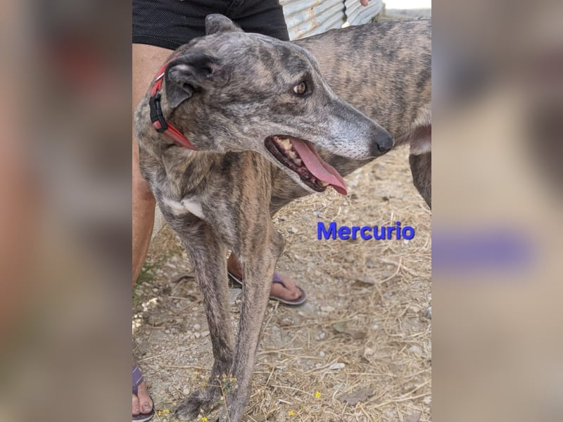 Mercurio geb. 11/2019 (ESP) - liebevoller Greyhound sucht Menschen mit Herz und Verstand!