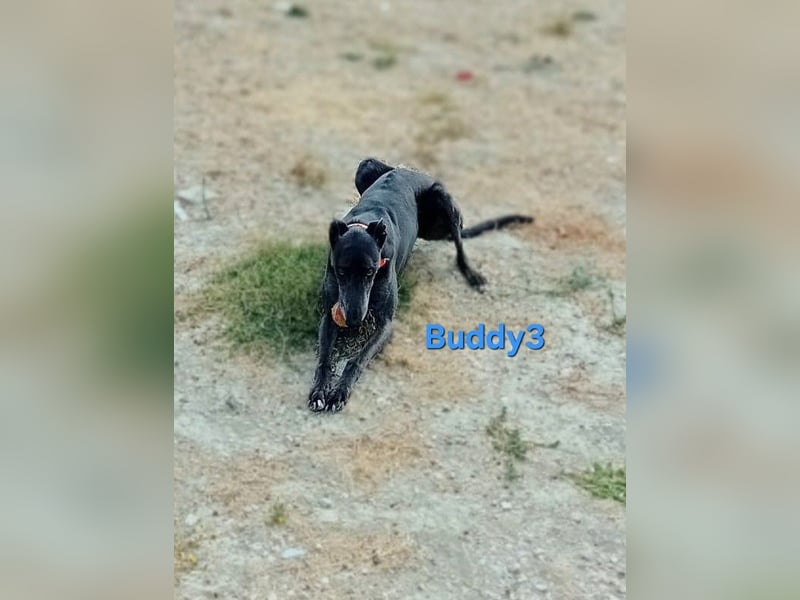 Buddy3 geb. 12/2021 (ESP) - verschmuster Greyhound der endlich ein gutes Leben verdient hat!